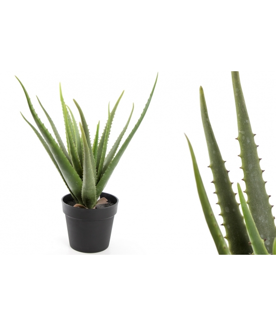 Aloes w donicy (4 szt)