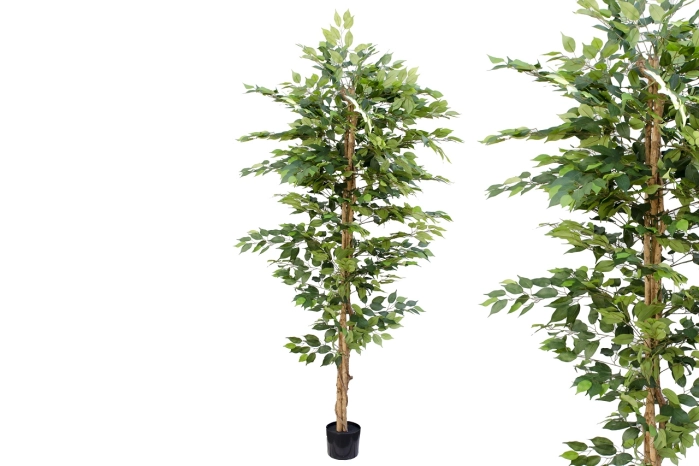 Drzewo fikus 210cm (4szt)