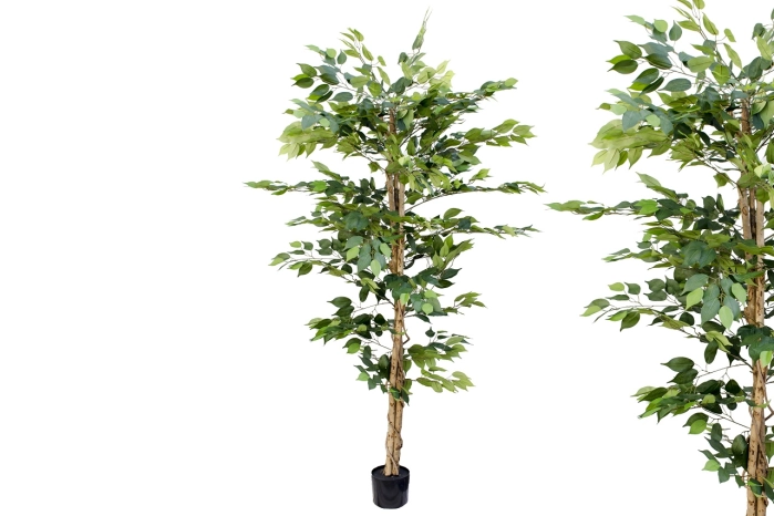 Drzewo fikus 180cm (4szt)