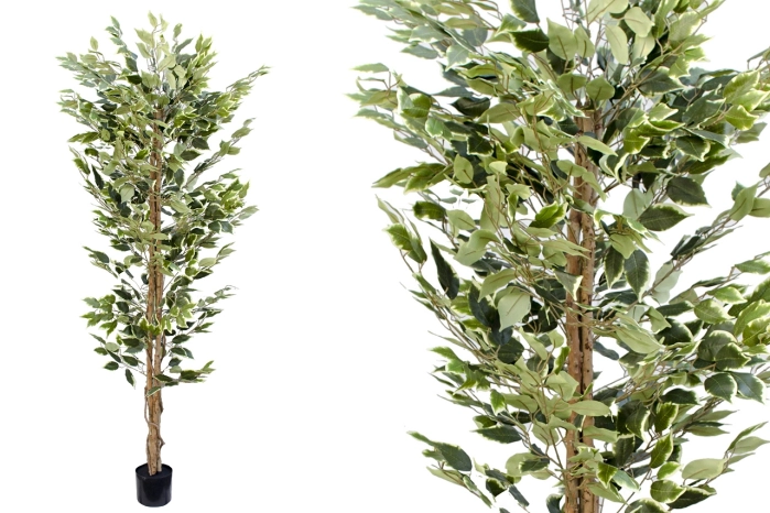 Drzewo fikus 210cm (4szt)