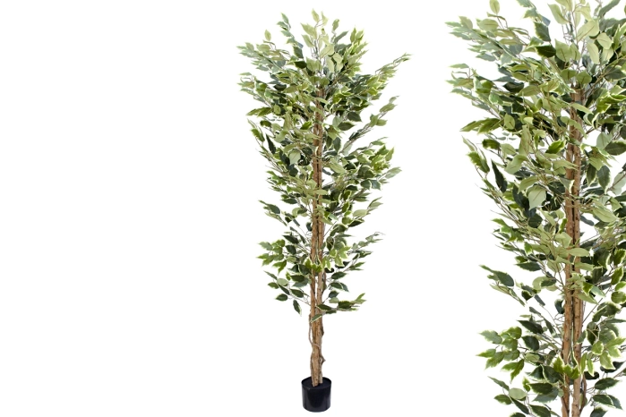 Drzewo fikus 180cm (4szt)