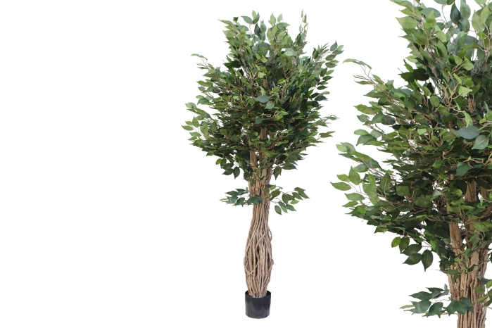 Drzewo fikus 180cm (2szt)