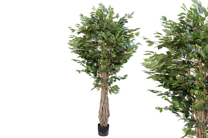 Drzewo fikus 210cm (2szt)