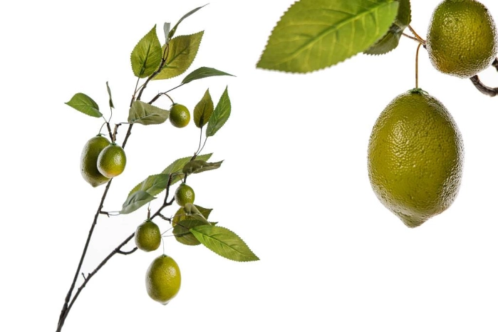 Gałązka limonka (24/144szt)