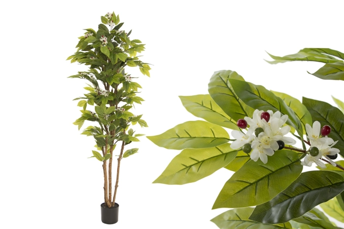 Drzewo kawowca 180cm (2szt)