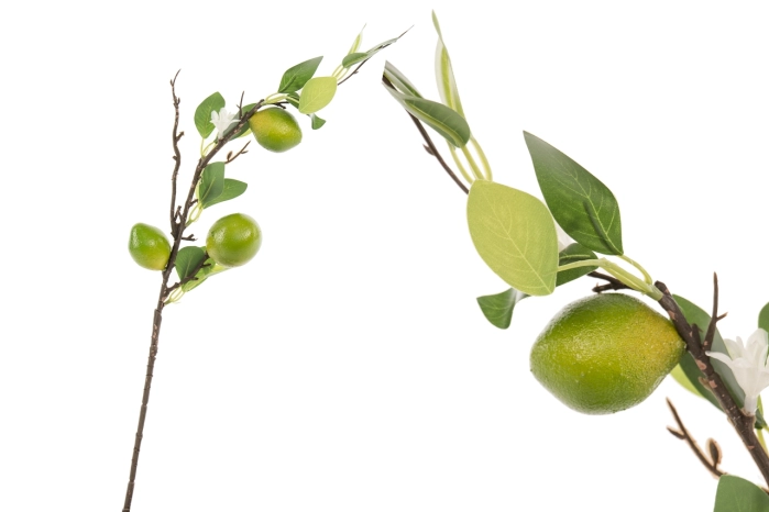 Gałązka limonki (70/420szt)
