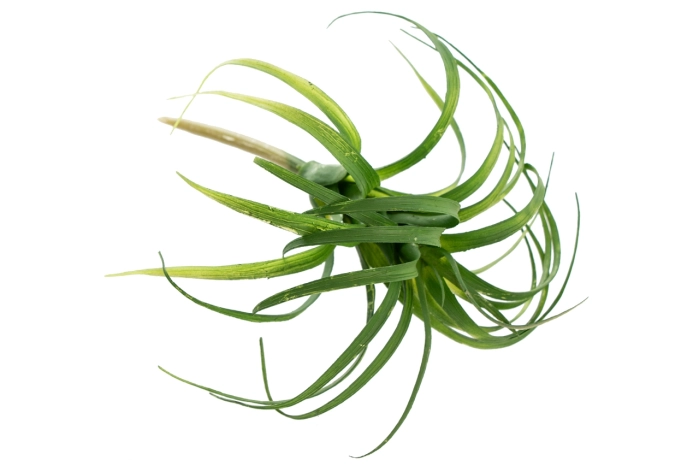 Sukulent (6/60/240szt)