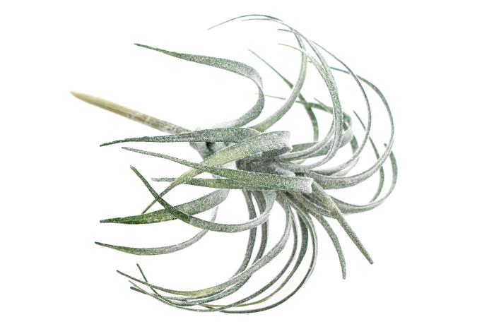 Sukulent (6/60/240szt)