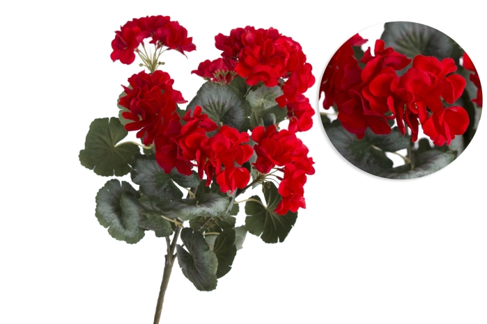 Pelargonia (12/120szt)