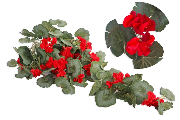 Pelargonia (6/48szt)
