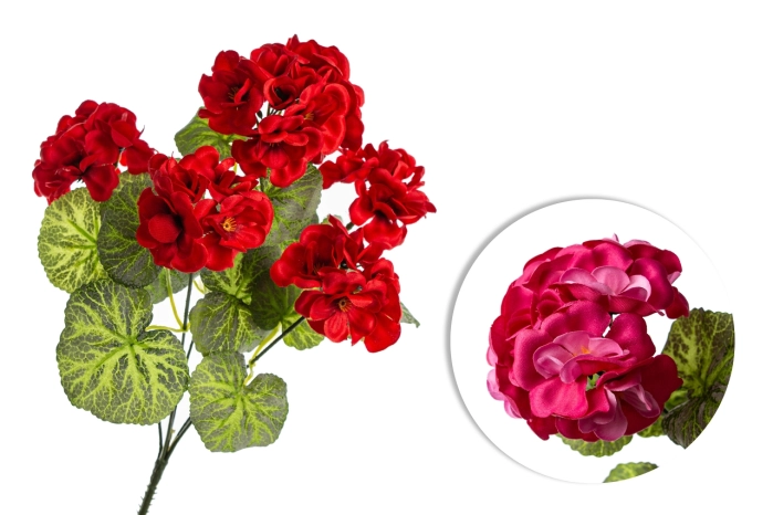 Pelargonia (24/192szt) [mix 2 kol.]