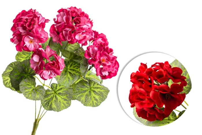 Pelargonia (24/144szt) [mix 2 kol.]