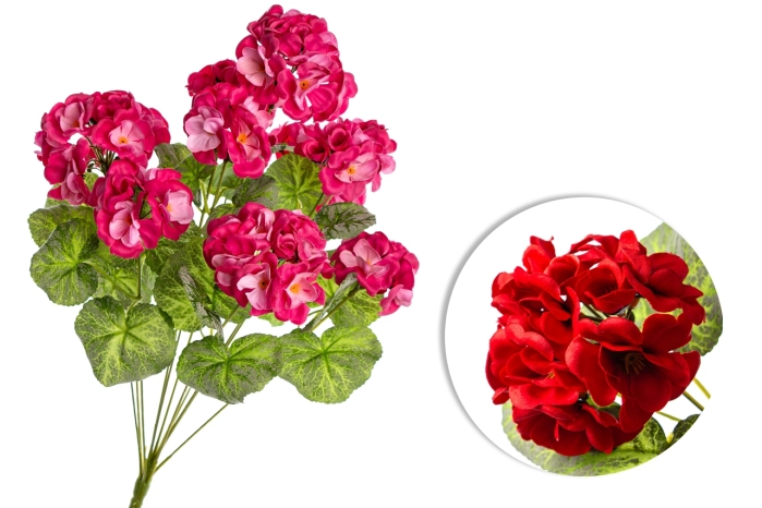 Pelargonia (12/72szt) [mix 2 kol.]