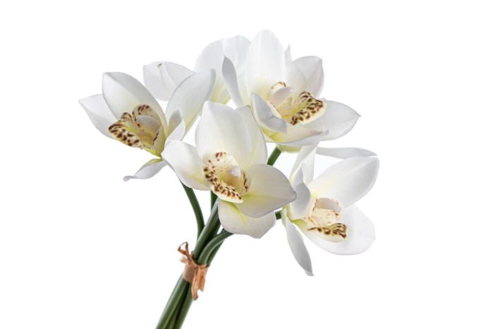 Bukiet cymbidium (24/192wiąz)