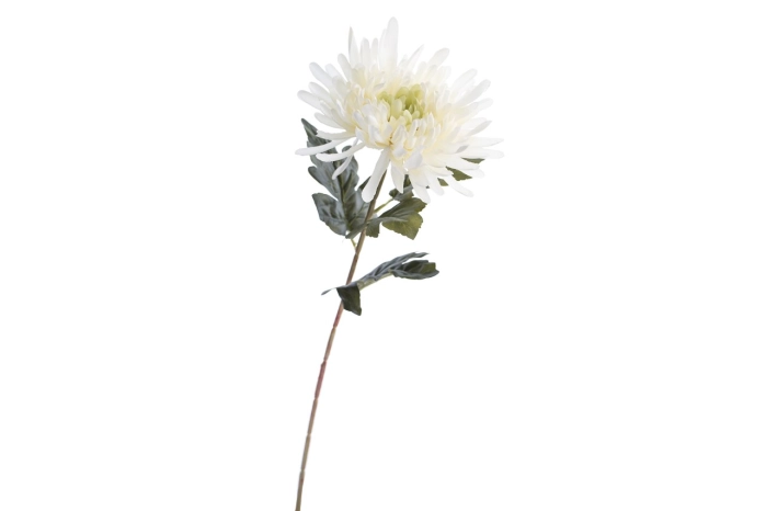 Chryzantema (24/120szt)