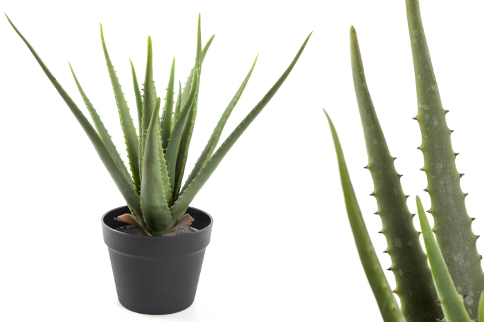Aloes w donicy (6 szt)