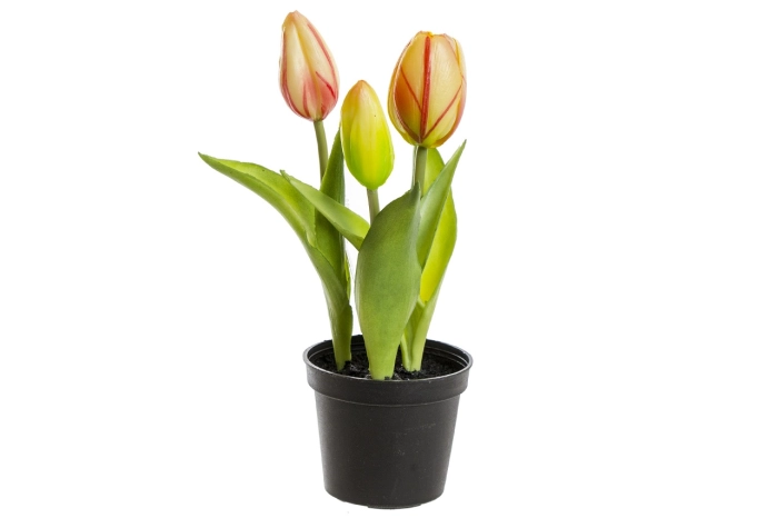 Tulipan w doniczce (12/144 szt)