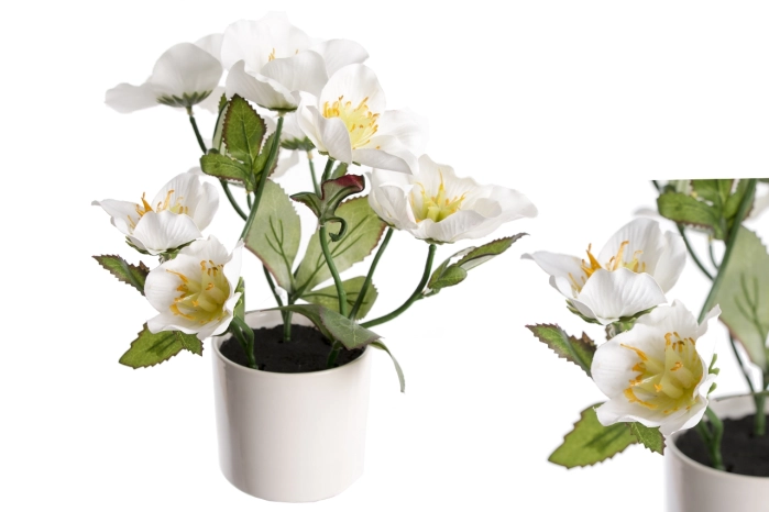 Helleborus w doniczce (3/12szt)