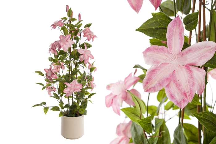 Clematis (1szt)
