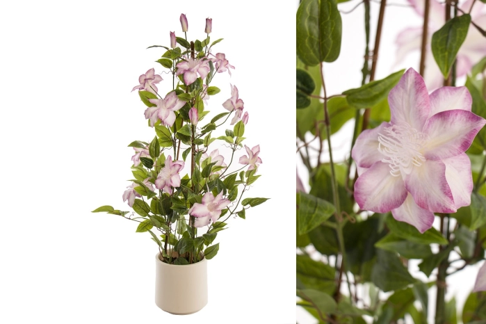 Clematis (1szt)