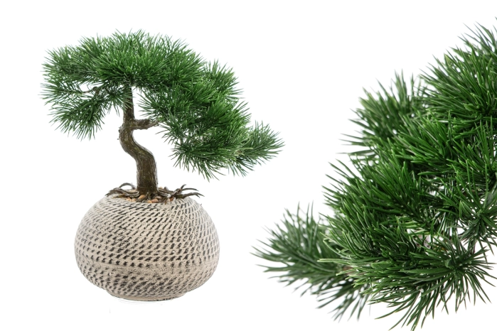 Drzewko bonsai w doniczce 26cm (6szt)