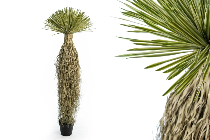 Dracena w donicy 150cm (1szt)