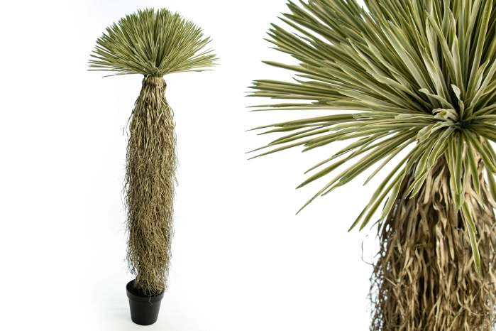Dracena w donicy 170cm (1szt)