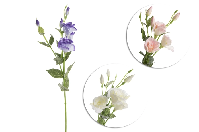 Eustoma (12/168szt)