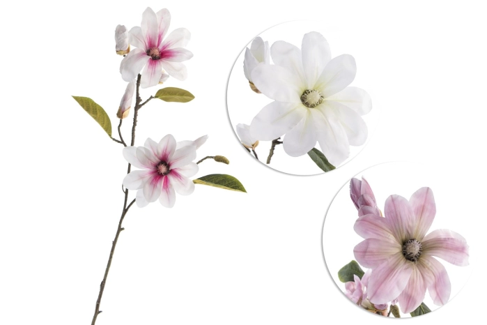 Magnolia (12/144szt)