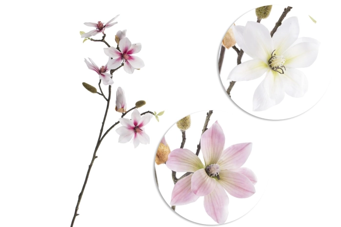 Magnolia (12/144szt)