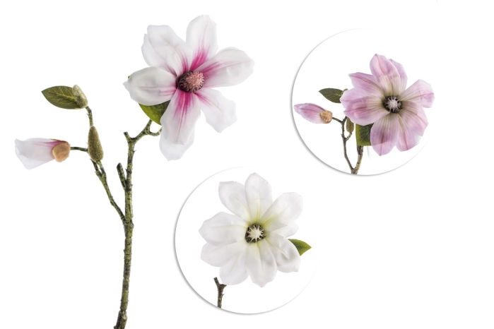 Magnolia (24/192szt)