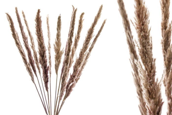 Trawa naturalna 75cm (1/10 opak)