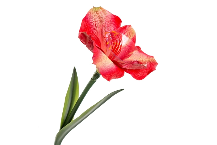 Amarylis (12/96 szt)