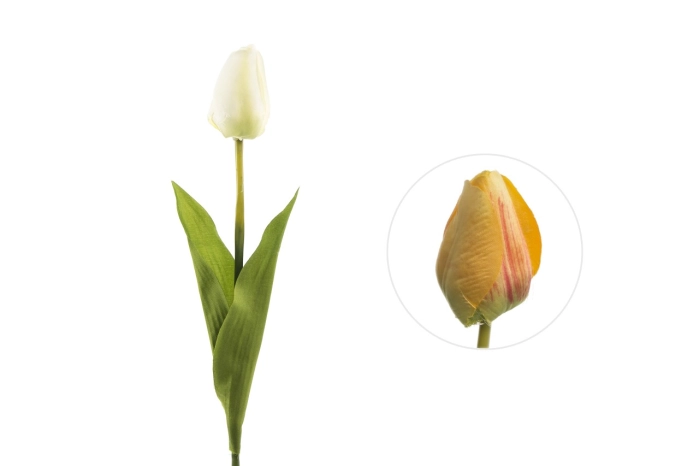 Tulipan pojedyńczy (60/480 szt)