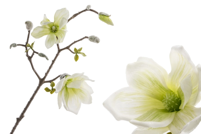 Gałązka magnolii (12szt)