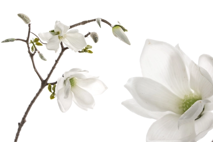 Gałązka magnolii (30/180szt)