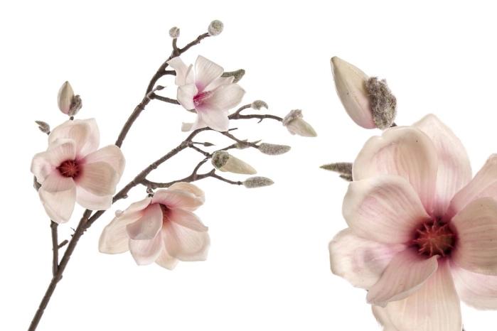 Gałązka magnolii (12/96szt)