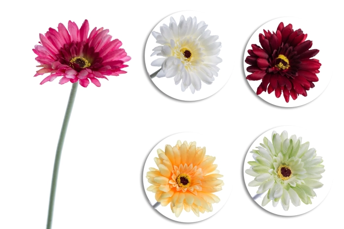 Gerbera (35/350szt) [mix 5 kol.]