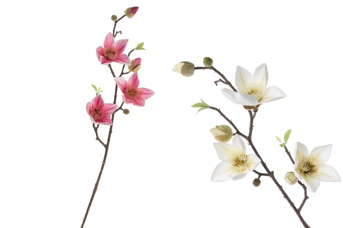 Magnolia (12/120szt)