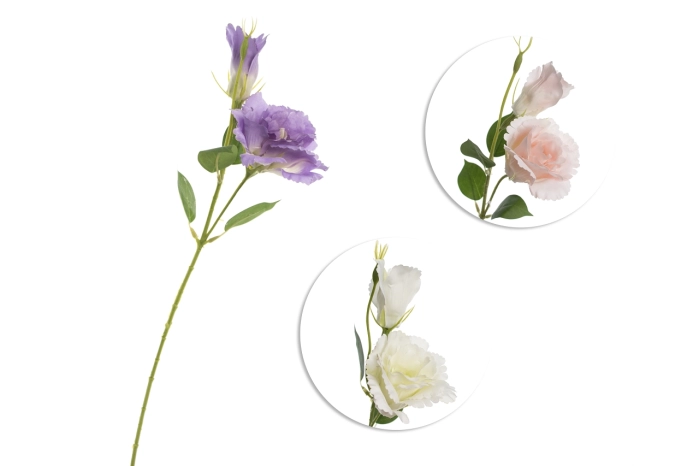 Eustoma (36/360szt)
