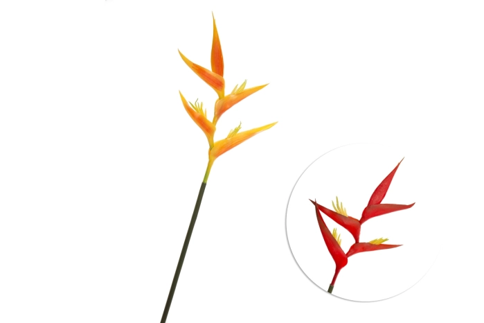 Helikonia pojedyncza (24/240szt)