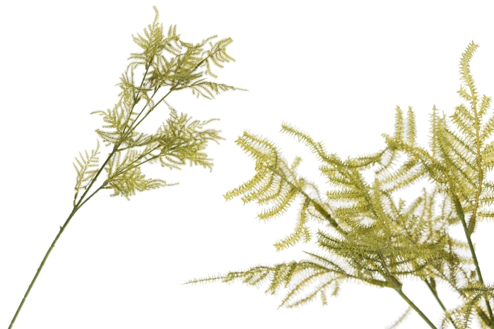 Asparagus (24/288szt)