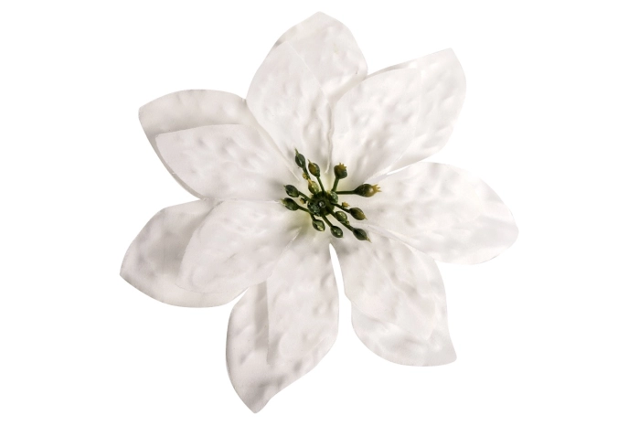 Poinsecja wyrobowa (24/576szt) [cream]