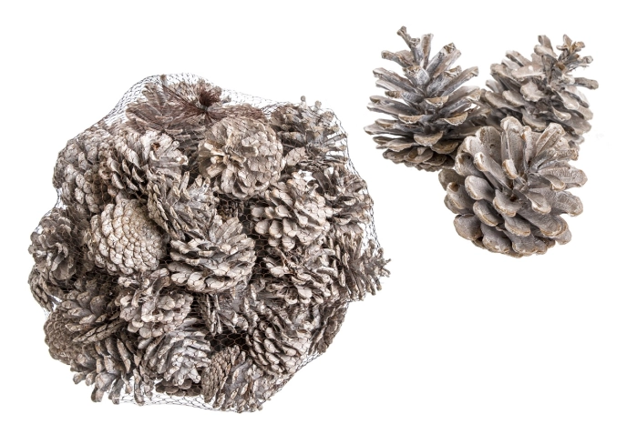 [2317] PINUS NIGRA 1 KG [WHITE WASHED] (6op)