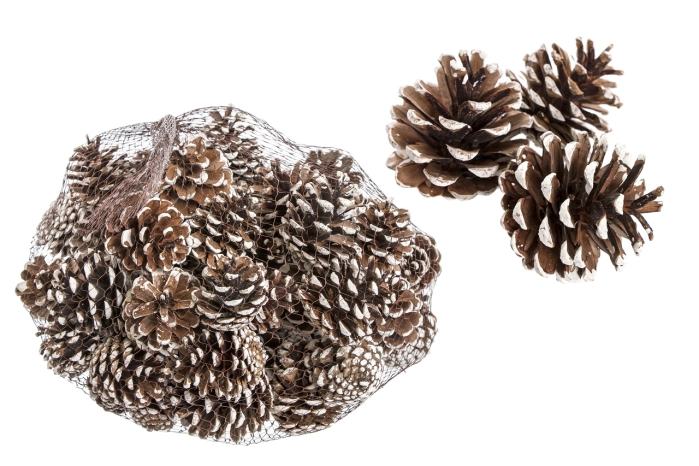 [2305] PINUS NIGRA 1 KG [WHITE TIPPED] (6op)
