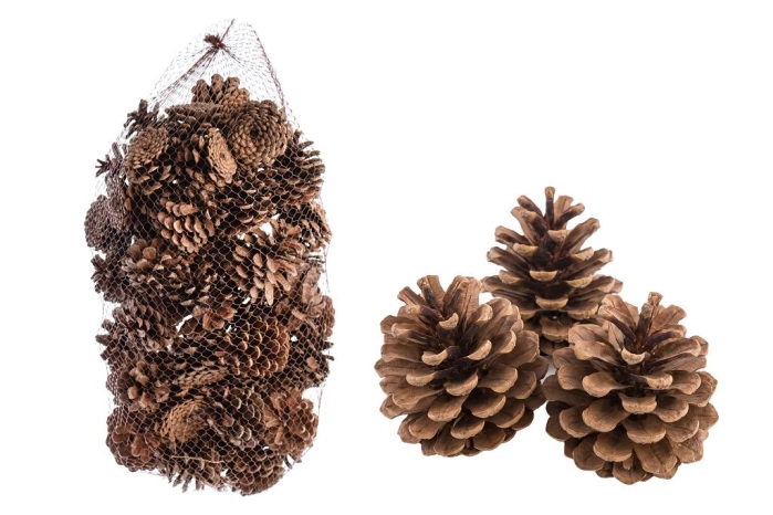 [2246] PINUS NIGRA 1 KG [NATURAL] (6op)
