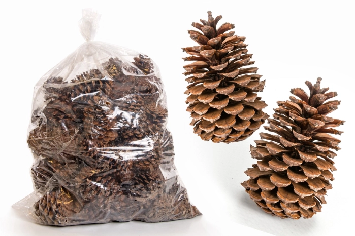 [1011] PINUS MARITIMA 50 PC 14-18 CM [NATURAL] (1op)