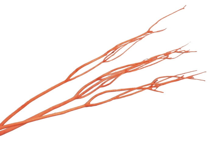 Mitsumata 90-117cm  orange washed (80 szt)