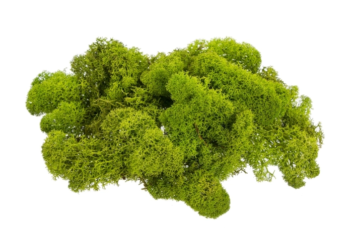 Mech chrobotek [may green] (1op) [5kg]