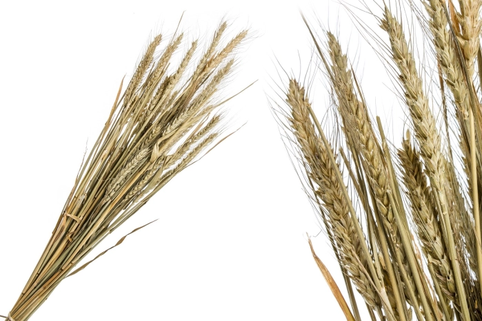 Susz roślinny wheat natural (35 szt)